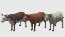 animal - cows
