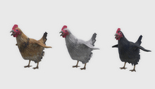 animal - chickens