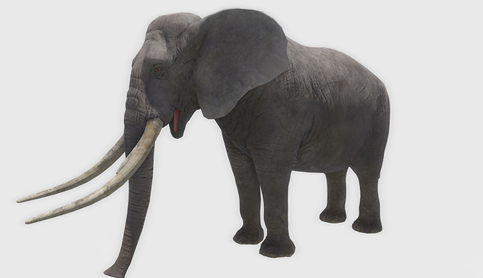 animal - elephant