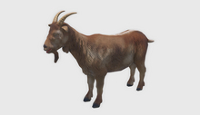 animal - goat