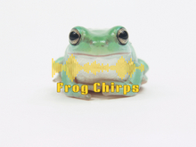 Sound: Frog Chirps [Transfer]