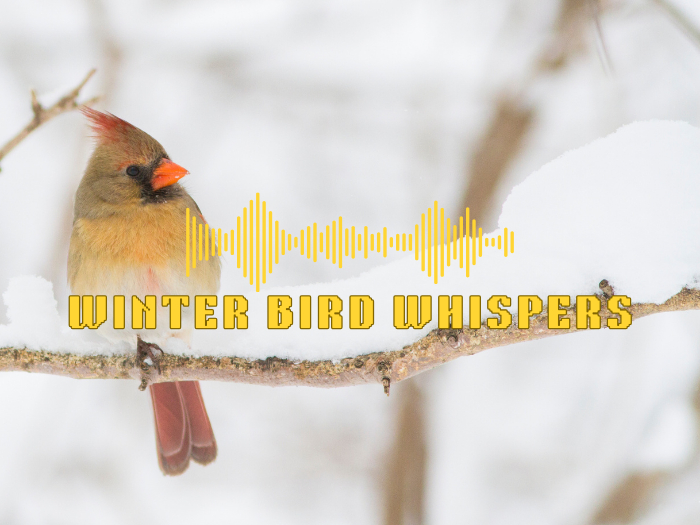 Sound: Winter Bird Whispers [Transfer]