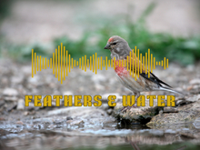 Sound: Feathers & Water [Transfer]