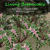 Inochi Botanicals - Mesh Plant Colocasia "Waikiki"
