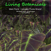 Inochi Botanicals - Mesh Plant Colocasia "Purple Miracle"