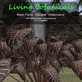 Inochi Botanicals - Mesh Plant Alocasia "Watsoniana"