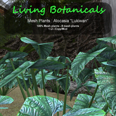 Inochi Botanicals - Mesh Plant Alocasia "Lukiwan"