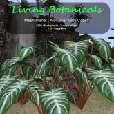 Inochi Botanicals - Mesh Plant Alocasia "Ivory Coast"