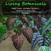 Inochi Botanicals - Alocasia Fat Pack II