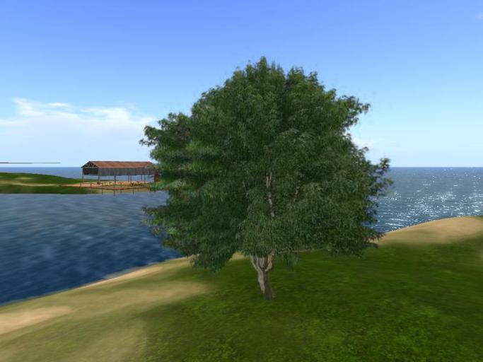 Arkads 1 Prim American Sweetgum v2