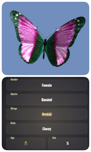 [CBB Egg] ButterflyF1cecd44ee2