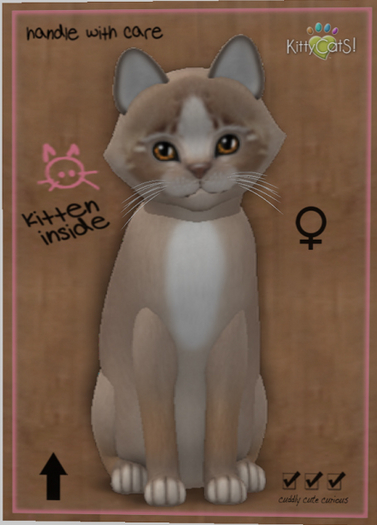 KittyCatS Box - New Born Kitten