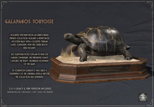 Dirty Rat - Galapagos Tortoise