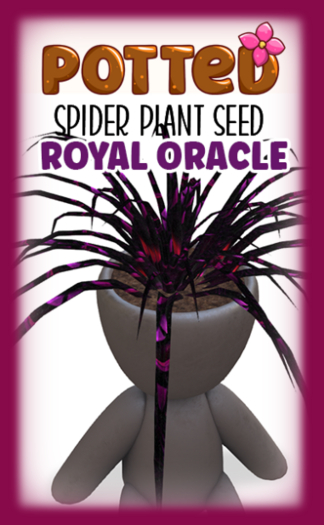 Potted: Spider Seed: Royal Oracle