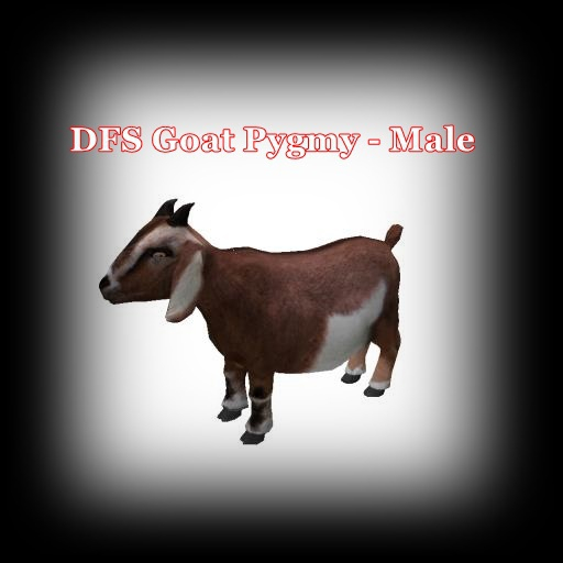 DFS Goat Pygmy - Male