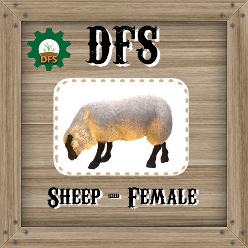 DFS Sheep - Female