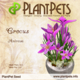Plantpets Crocus *Anirosa* Texture