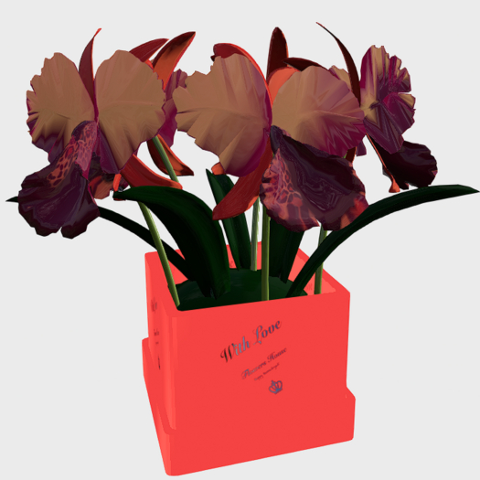 Orchid 