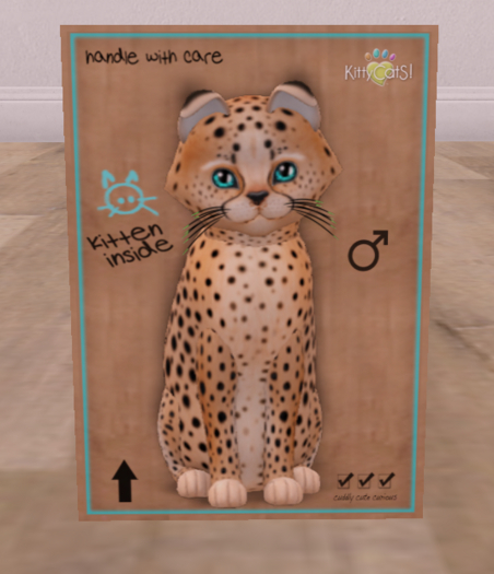 KittyCatS Box - New Born Kitten