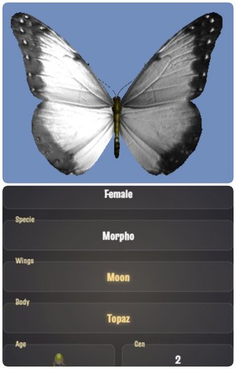 [CBB Egg] ButterflyFfb9ca18870