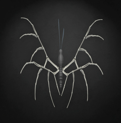 {Papillon} Fe/Sma/Nor/Fey/Butterfly/HalloweenE Cocoon