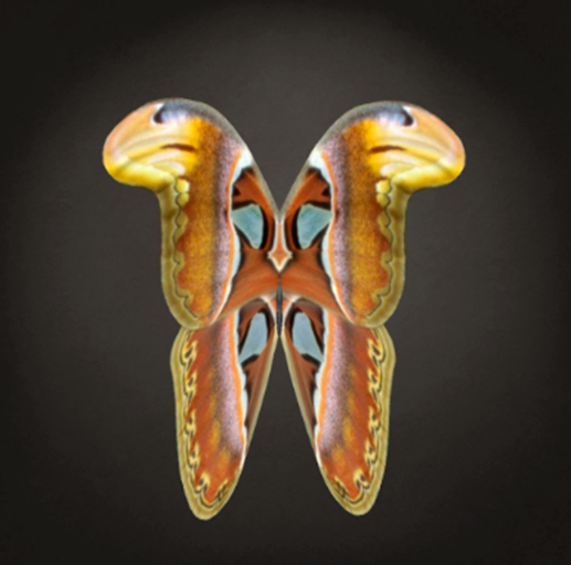 {Papillon} Fe/Sma/Nor/Fuu/Butterfly/Atlas Cocoon