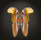 {Papillon} Fe/Sma/Nor/Fuu/Butterfly/Atlas Cocoon