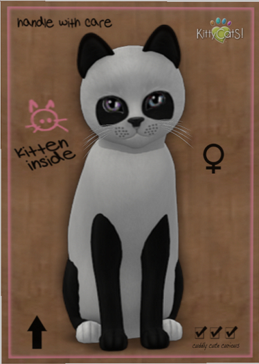 KittyCatS Box - New Born Kitten