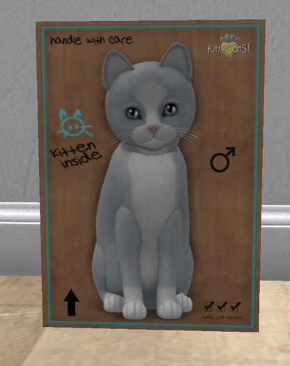 KittyCatS Box - New Born Kitten