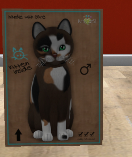 KittyCatS Box - New Born Kitten