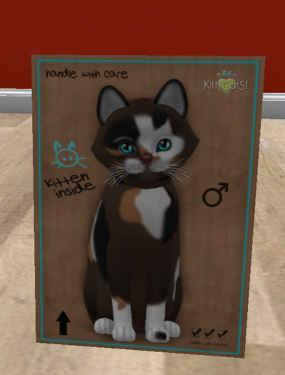 KittyCatS Box - New Born Kitten