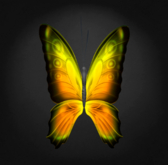 {Papillon} Ma/Mon/Nor/Fey/Butterfly/Daffodil Cocoon