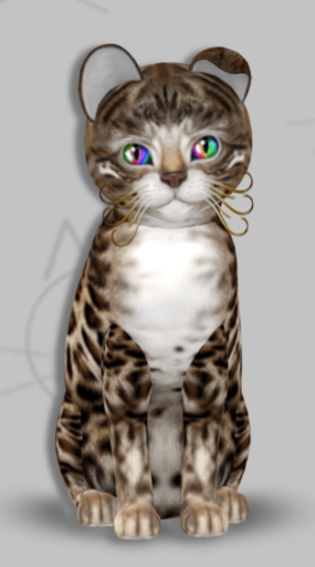 KittyCatS Box - Noor