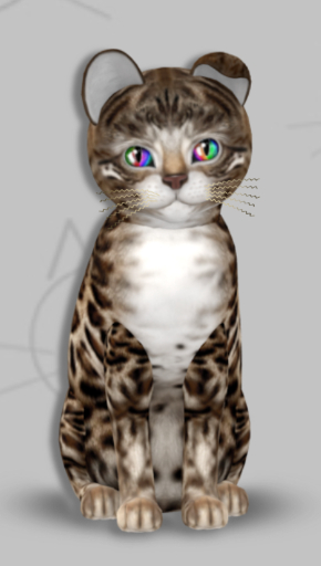 KittyCatS Box - Aden