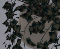 POTTED: Breedable GOLDEN ELEGANCE Beautiful Ivy Plant Seed
