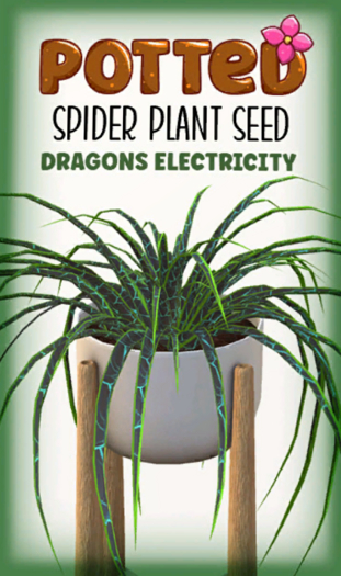 Potted: Spider Seed: Dragons Electricity