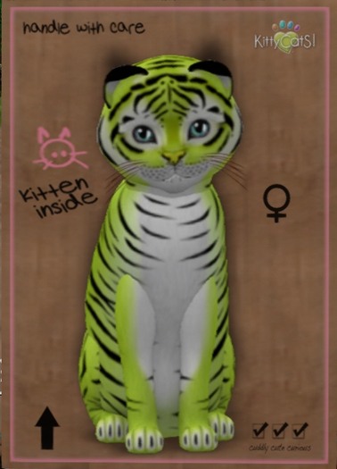 KittyCatS Box - New Born Kitten   1121