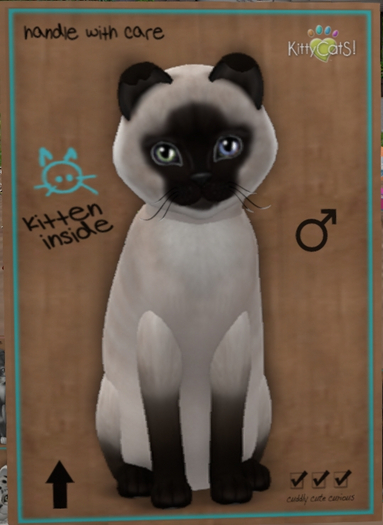 KittyCatS Box - New Born Kitten  1124