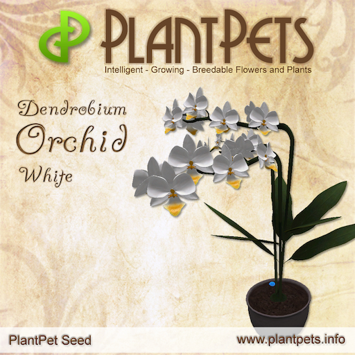 Dendrobium Orchid *White* Texture