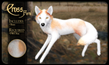 FK* Cross ☾☾7☽☽ ☾☾Feral☽☽ ☾☾TWI Fox☽☽