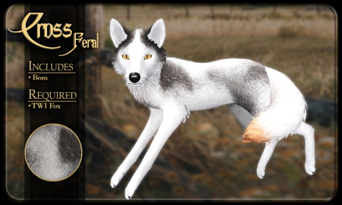 FK* Cross ☾☾8☽☽ ☾☾Feral☽☽ ☾☾TWI Fox☽☽