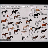 6 *E* RHR Companion Shetland Pony Haltered Black Bay