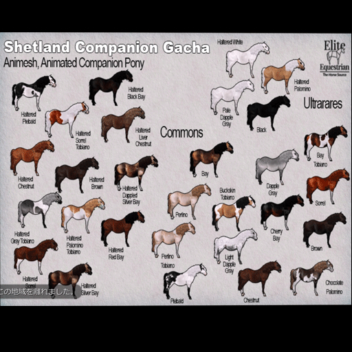 16 *E* RHR Companion Shetland Pony Haltered Red Bay
