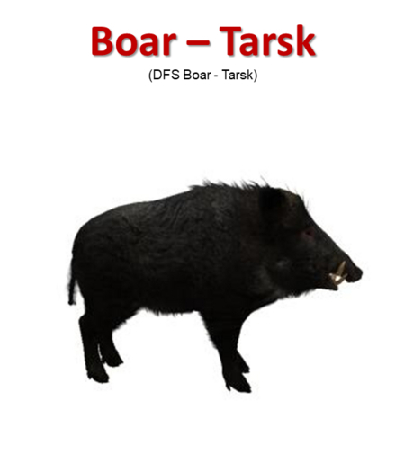 DFS Boar - Tarsk