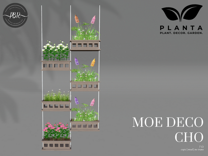 Planta - Moe Deco Cho