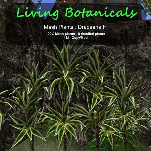 Inochi Botanicals - Mesh Plant "Dracaena" H
