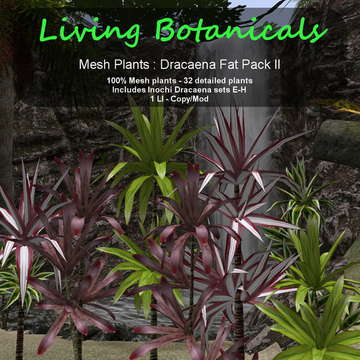 Inochi Botanicals - Dracaena Fat Pack II