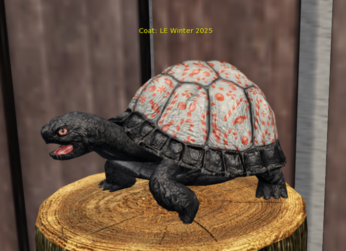 Male RARE Breedable Turtle LE Winter 2025 Large No Need Food!