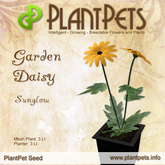 Plant Pet Seed [Garden Daisy *Sunglow*]