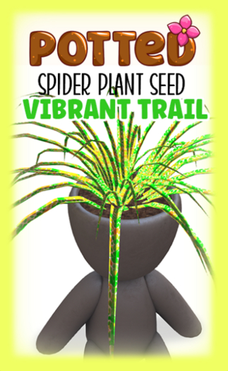 Potted: Spider Seed: Vibrant Trail